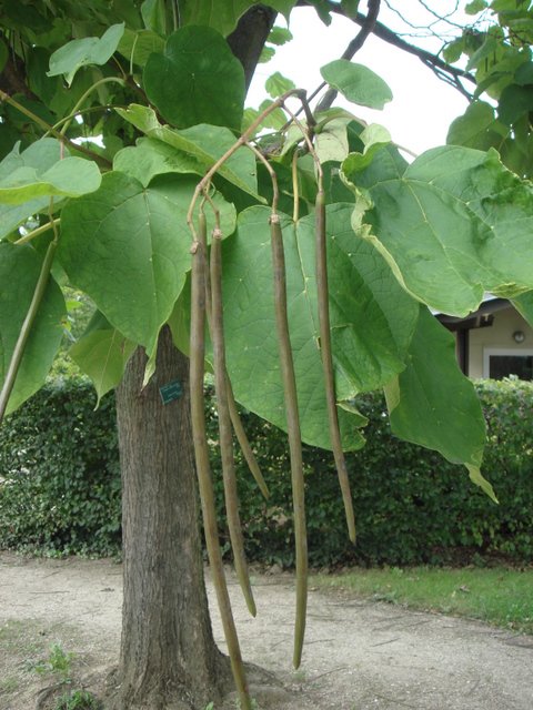 Catalpa bignonioides fruit